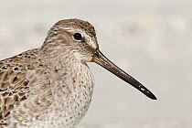 Short-billed Dowitcher (Limnodromus griseus), Florida