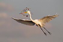 Great Egret (Ardea alba) flying with a twig to its nest, Florida