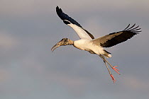 Wood Stork (Mycteria americana), Florida