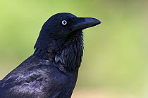 Australian Raven (Corvus coronoides), New South Wales, Australia
