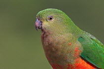 Australian King Parrot (Alisterus scapularis) female, New South Wales, Australia