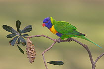 Rainbow Lorikeet (Trichoglossus haematodus) female, New South Wales, Australia