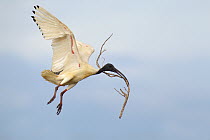 Australian Ibis (Threskiornis moluccus) carrying branch to nest, Melbourne, Australia