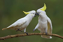 Sulphur-crested Cockatoo (Cacatua galerita) pair, Victoria, Australia
