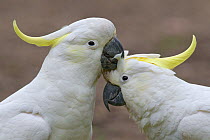 Sulphur-crested Cockatoo (Cacatua galerita) pair preening, Victoria, Australia