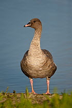 Pink-footed Goose (Anser brachyrhynchus), Schleswig-Holstein, Germany