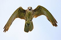 Brown Falcon (Falco berigora), Victoria, Australia