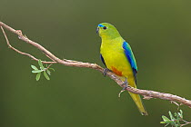 Orange-bellied Parrot (Neophema chrysogaster), Tasmania, Australia