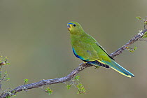 Elegant Parrot (Neophema elegans), Sterling Range, Australia
