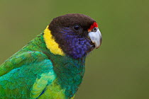 Twenty-eight Parrot (Barnardius zonarius semitorquatus), Australia