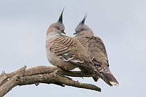 Crested Pigeon (Ocyphaps lophotes) pair, Victoria, Australia