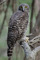 Powerful Owl (Ninox strenua), Australia
