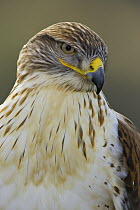 Ferruginous Hawk (Buteo regalis), Arizona