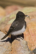 Black Phoebe (Sayornis nigricans) carrying a small fish, an unusual diet item, Arizona