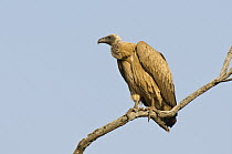 White-backed Vulture (Gyps africanus), Botswana