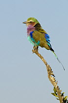 Lilac-breasted Roller (Coracias caudata), Botswana
