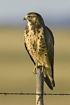 Swainson's Hawk (Buteo swainsoni), Arizona