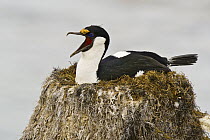 Antarctic Shag (Phalacrocorax bransfieldensis) female calling on nest, Antarctica