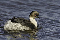 Silvery Grebe (Podiceps occipitalis), Falkland Islands