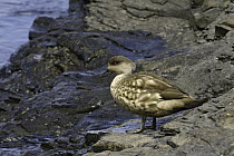 Crested Duck (Lophonetta specularioides), Falkland Islands