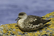 Crested Duck (Lophonetta specularioides), Falkland Islands