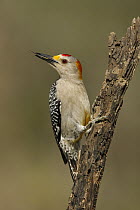 Golden-fronted Woodpecker (Melanerpes aurifrons), Texas