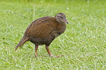 Weka (Gallirallus australis), New Zealand
