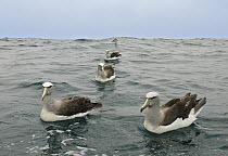 Salvin's Albatross (Thalassarche salvini), New Zealand