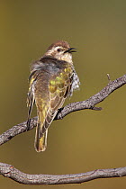 Horsfield's Bronze-Cuckoo (Chrysococcyx basalis), Victoria, Australia