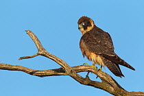 Australian Hobby (Falco longipennis), Melbourne, Victoria