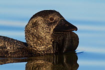 Musk Duck (Biziura lobata), Victoria, Australia