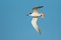 Fairy Tern (Sternula nereis), Victoria, Australia