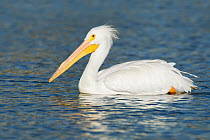 American White Pelican (Pelecanus erythrorhynchos), Florida