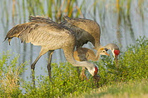 Sandhill Crane (Grus canadensis) adults and juvenile foraging, Florida