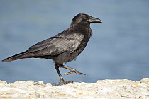 American Crow (Corvus brachyrhynchos), Florida