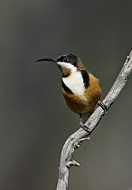 Eastern Spinebill (Acanthorhynchus tenuirostris) male, Victoria, Australia