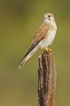 Australian Kestrel (Falco cenchroides), Australia