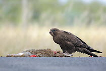 Black Falcon (Falco subniger) feeding on carrion, Victoria, Australia