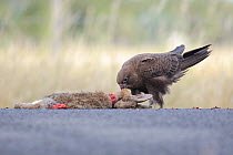 Black Falcon (Falco subniger) feeding on carrion, Victoria, Australia