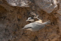 Western Rock-Nuthatch (Sitta neumayer) pair at nest hole, Lesvos, Greece