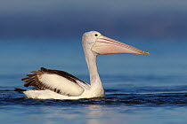 Australian Pelican (Pelecanus conspicillatus), Victoria, Australia