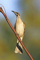 Little Friarbird (Philemon citreogularis), Victoria, Australia