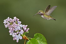 Calliope Hummingbird (Stellula calliope) male, British Columbia, Canada