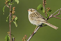 Clay-colored Sparrow (Spizella pallida), Manitoba, Canada