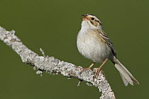 Clay-colored Sparrow (Spizella pallida) singing, Manitoba, Canada