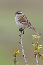 Chipping Sparrow (Spizella passerina), British Columbia, Canada
