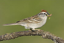 Chipping Sparrow (Spizella passerina) carrying insects, British Columbia, Canada