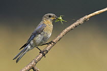 Eastern Bluebird (Sialia sialis) carrying insect prey, Ontario, Canada