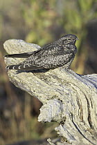 Common Nighthawk (Chordeiles minor), British Columbia, Canada
