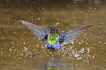 Violet-crowned Woodnymph (Thalurania colombica) male bathing, Costa Rica